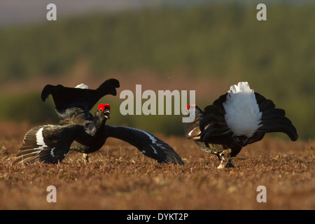 Tétras (Tetrao tetrix) hommes afficher au lek site, dans l'Aberdeenshire, en Écosse. Banque D'Images