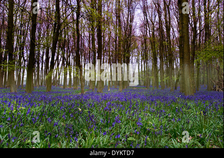 La lumière du soleil sur le bluebells en bois, bois Dockey Ashridge Banque D'Images