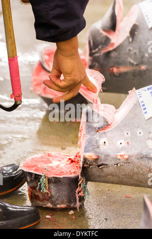 TOKYO, JAPON - 25 OCTOBRE : rouge pour l'enchère à Tsukiji fish market le Oct 25, 2013 à Tokyo. Marché aux poissons de Tokyo est la plus grande Banque D'Images