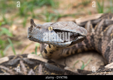 Portrait de Bitis rhinoceros (West African Gaboon viper), Ghana. Banque D'Images