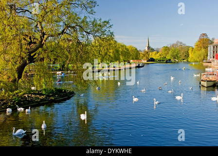 La rivière Avon dans le centre de Stratford-upon-Avon, en vue de l'église Holy Trinity. Banque D'Images
