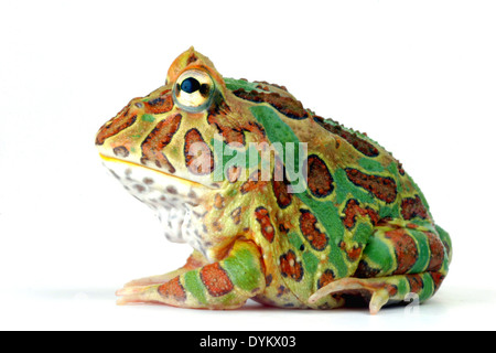 La grenouille cornue d'argentine, pacman frog (Ceratophrys ornata), coupé. Banque D'Images