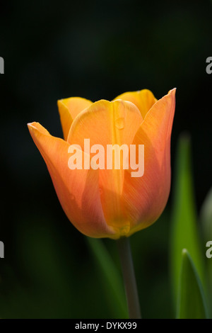 Tulipa. Sunlight shining through a single orange tulip. Banque D'Images