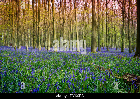 La lumière du soleil sur le bluebells en bois, bois Dockey Ashridge Banque D'Images