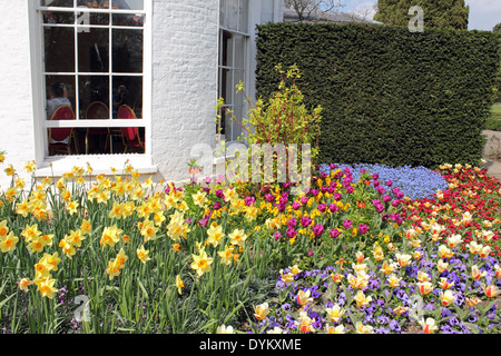 Les fleurs de printemps dans la région de Pembroke Lodge Parc Richmond Surrey UK Banque D'Images