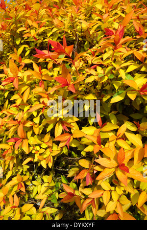 Spiraea japonica 'Goldflame' cultivar 'Spriaea» Banque D'Images