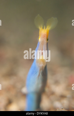 (Rhinomuraena quaesita anguille ruban) mâles scrutant de son trou dans le Détroit de Lembeh au large de l'île de Sulawesi, en Indonésie. Banque D'Images