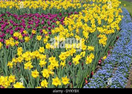 Les fleurs de printemps dans la région de Pembroke Lodge Parc Richmond Surrey UK Banque D'Images