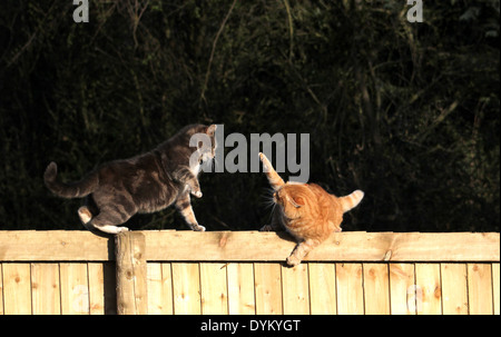 Et le gingembre Tabby cats combats sur jardin clôture Banque D'Images