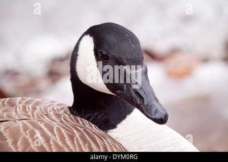 Un portrait en gros plan d'une bernache du Canada (Branta canadensis). Banque D'Images