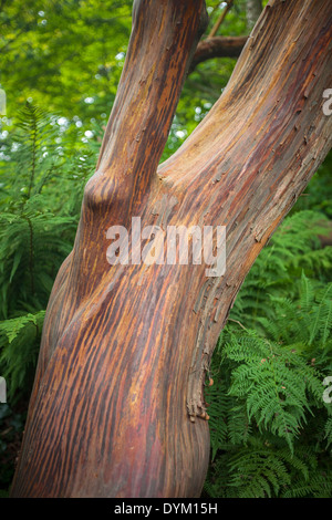 Le tronc d'un arbousier également connu comme Arbre aux fraises. Ce spécimen est un hybride entre l'Arbutus unedo et Arbutus andrachne. Banque D'Images