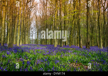 La lumière du soleil sur le bluebells en bois, bois Dockey Ashridge Banque D'Images