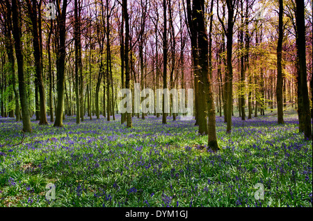 La lumière du soleil sur le bluebells en bois, bois Dockey Ashridge Banque D'Images