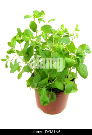 Sweet marjolaine, marjolaine (Origanum majorana noués, plante en pot Banque D'Images