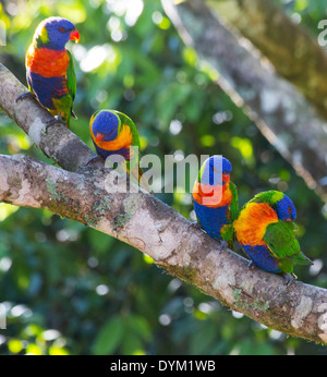 Rainbow loriquets verts(Trichoglossus haematodus) à l'état sauvage, Queensland, Australie Banque D'Images