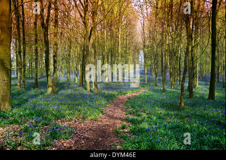 La lumière du soleil sur le bluebells en bois, bois Dockey Ashridge Banque D'Images