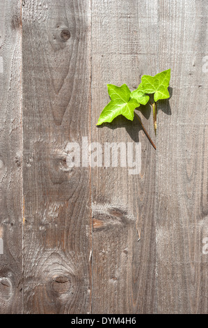 Feuilles de lierre vert de plus en plus d'une clôture de jardin en bois Banque D'Images