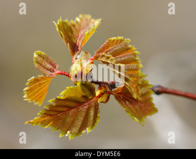 Bouleau blanc - Betula pendula feuilles frais du printemps Banque D'Images