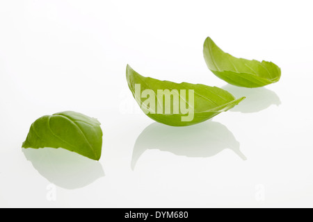 Feuilles de basilic frais sur fond blanc. Banque D'Images