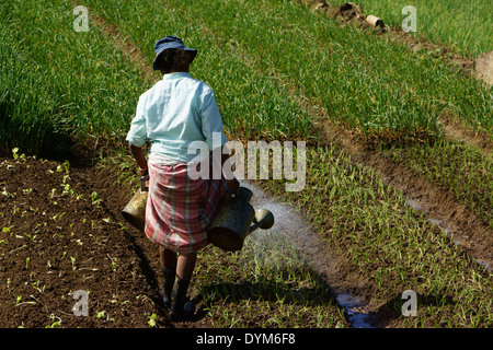 Woman watering plants oignon potager dans l'île de la côte est, l'Ile Maurice Banque D'Images