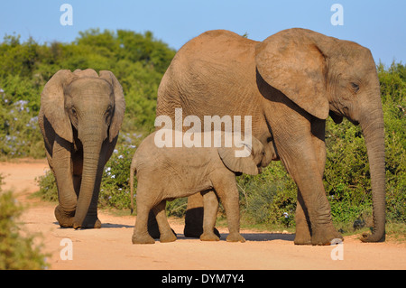 Les éléphants d'Afrique (Loxodonta africana), sa mère de lait de bébé, Addo Elephant National Park, Eastern Cape, Afrique du Sud Banque D'Images