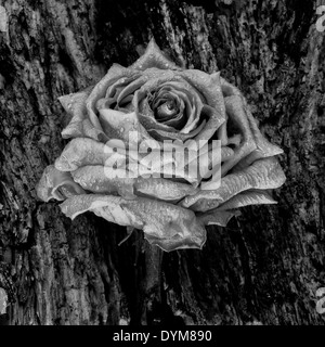 Rose Noir et blanc sur un arbre Banque D'Images