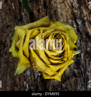 Rose jaune sur l'arbre mort avec de l'eau gouttes Banque D'Images