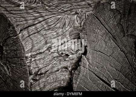 Image Monochrome de coupe de troncs d'arbre. Banque D'Images