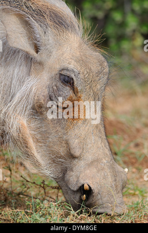 Le sud de phacochère (Phacochoerus africanus) sundevallii, animal adulte, le pâturage, le Parc National de Addo, Eastern Cape, Afrique du Sud, l'Afrique Banque D'Images