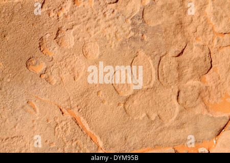 L'art rupestre néolithique, période bubaline bubalus ou rock, gravure d'un lion voie, Tadrart, le Tassili n'Ajjer National Park Banque D'Images