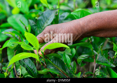 Main d'une femme âgée a ramasser les feuilles de thé, les UVA, Ella, Sri Lanka Banque D'Images