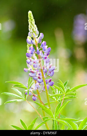 Le lupin (Lupinus polyphyllus), fleur, Autriche Banque D'Images