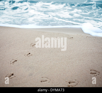 Des empreintes de pas d'oiseaux sur le sable, le vignettage et l'effet de profondeur de champ à faible profondeur. Banque D'Images