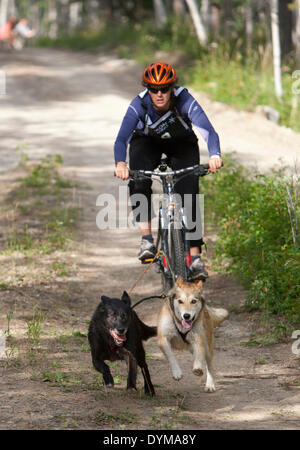 Femme bikejoring ou bikejöring, deux Huskies d'Alaska tirant un vélo de montagne, le Territoire du Yukon, Canada Banque D'Images