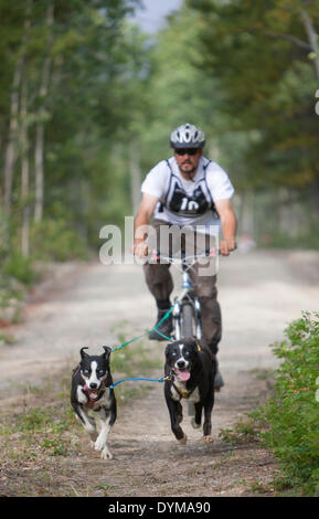 Homme bikejoring ou bikejöring, deux Huskies d'Alaska tirant un vélo de montagne, le Territoire du Yukon, Canada Banque D'Images