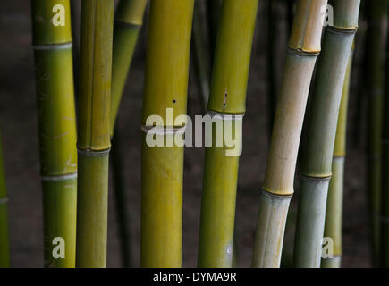 Tiges de bambou, bamboo forest, Wuzhen, Chine Banque D'Images