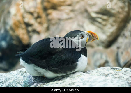 Macareux moine (Fratercula arctica) sur la roche, captive Banque D'Images