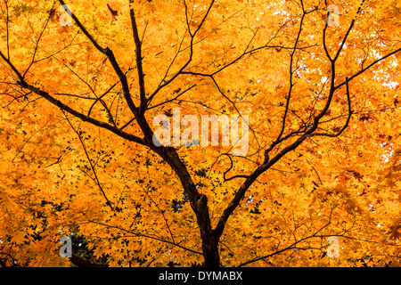 Couleurs d'automne dans la forêt Toyooka Japon Banque D'Images