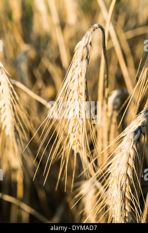 Maïs, grain, seul les oreilles, vue de détail Banque D'Images