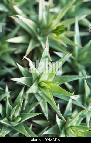L'aloès (ALOE), close-up Banque D'Images