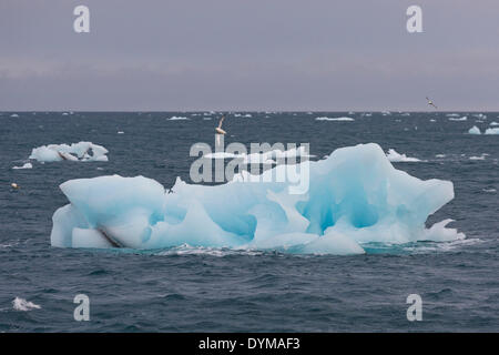 Les icebergs flottant sur la mer au large de Nordaustlandet, archipel du Svalbard, Svalbard et Jan Mayen (Norvège) Banque D'Images