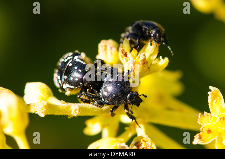 Beetle pollinise une fleur dans une plantation d'avocats. Photographié en Israël en mars Banque D'Images