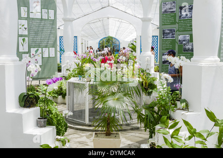 Rio de Janeiro, le jardin botanique, le Jardim Botanico, Orchideario, Orchid Garden, Brésil Banque D'Images