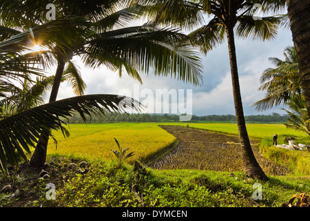 Palmiers et rizières près de la côte sud, Cijulang, Pangandaran, West Java, Java, Indonésie Banque D'Images