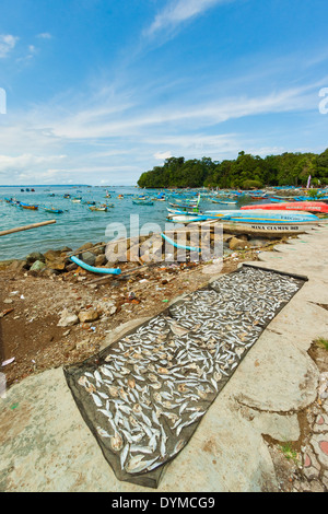 Le séchage du poisson au soleil sur le côté est de l'isthme à cette station balnéaire de la côte sud ouest, Pangandaran, Java, Java, Indonésie Banque D'Images