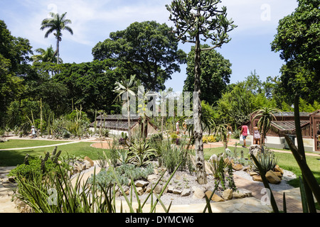 Rio de Janeiro, le jardin botanique, Jardim Botanico, Brésil Banque D'Images