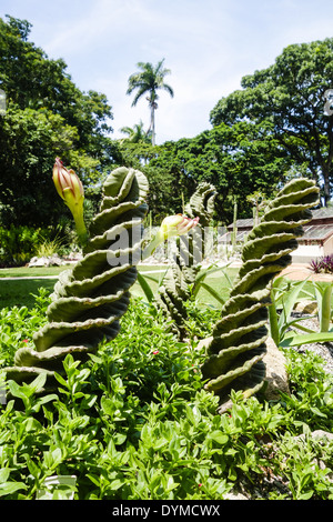 Rio de Janeiro, le jardin botanique, Jardim Botanico, Brésil Banque D'Images