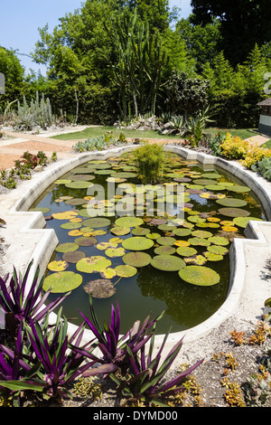 Rio de Janeiro, le jardin botanique, Jardim Botanico, Brésil Banque D'Images