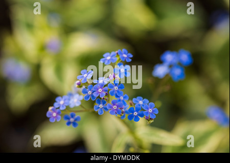 Brunnera macrophylla Hadspen Cream Banque D'Images