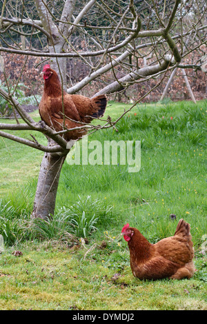 Deux poules dans un jardin, Royaume-Uni Banque D'Images